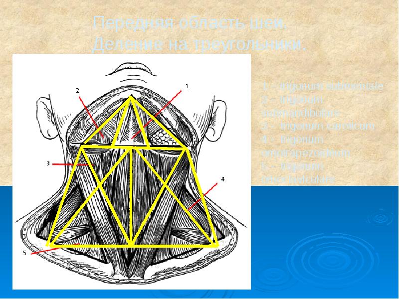 Рисунки по топографической анатомии