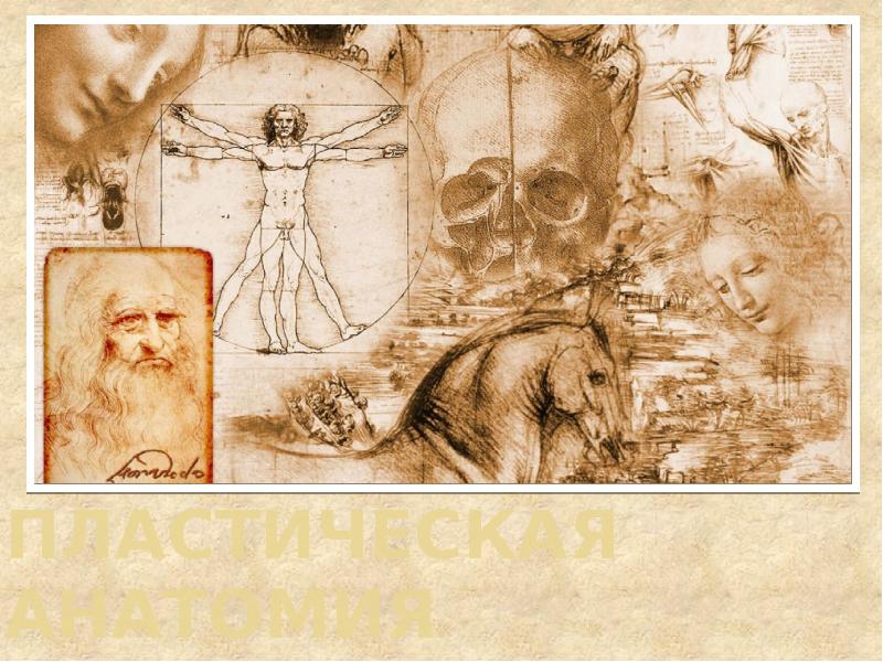 Пластическая анатомия