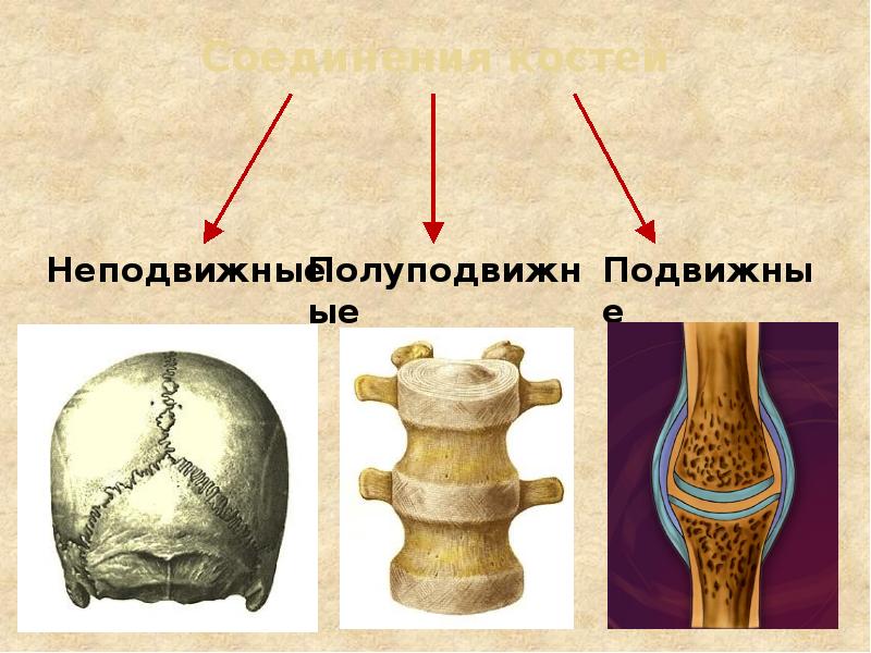 Соединения костей
