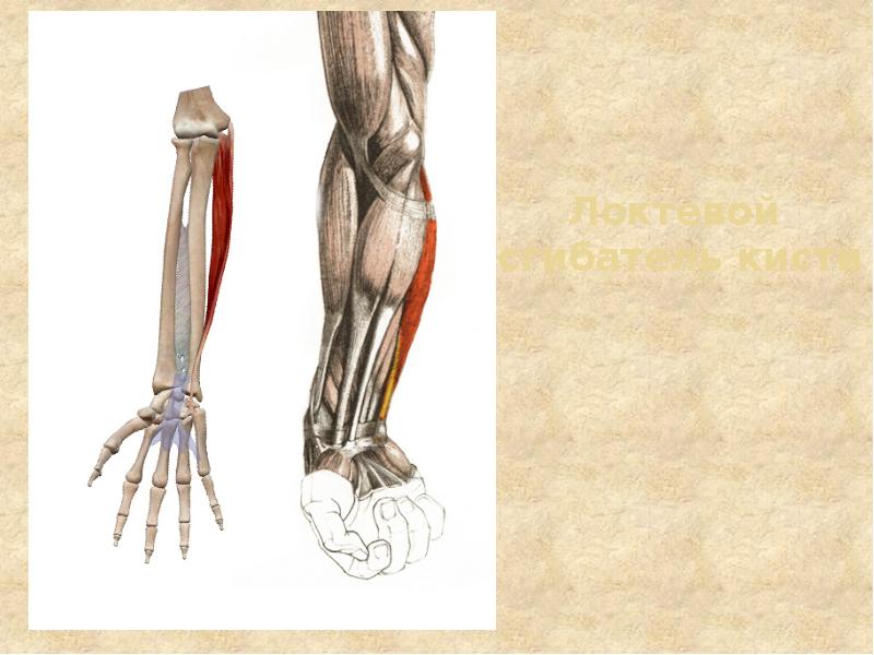 Локтевой  сгибатель кисти