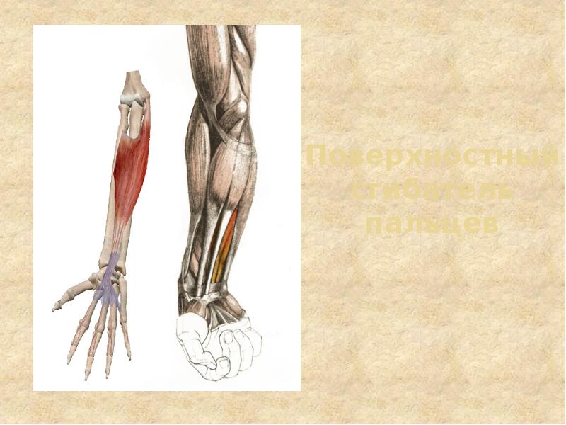 Поверхностный сгибатель пальцев