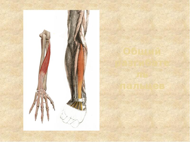 Общий разгибатель пальцев