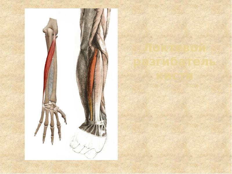Локтевой разгибатель кисти