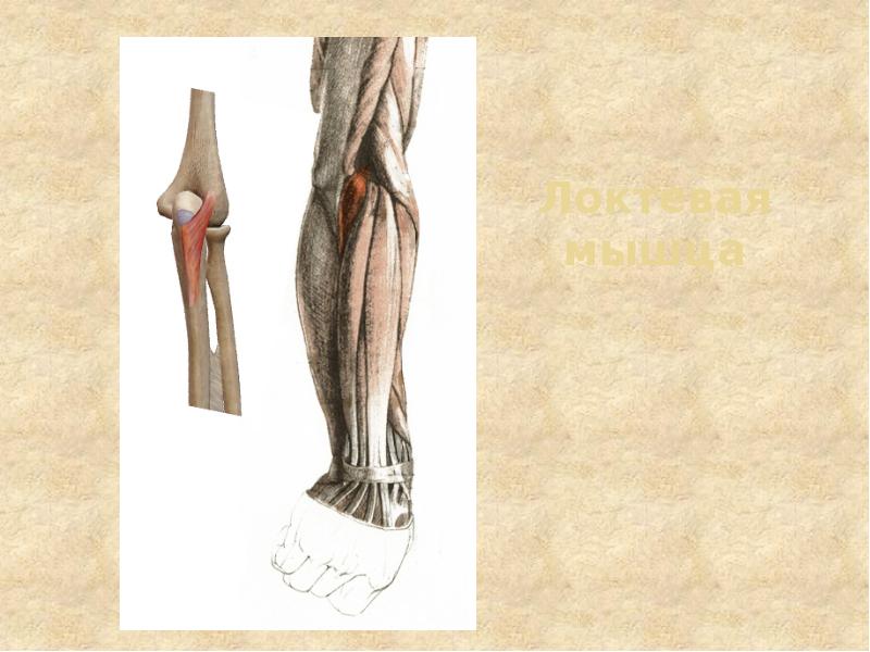 Локтевая мышца