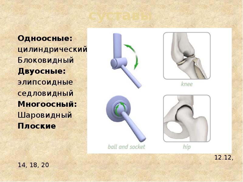 суставы Одноосные: цилиндрический Блоковидный Двуосные: элипсоидные седловидный Многоосный: Шаровидный Плоские 
