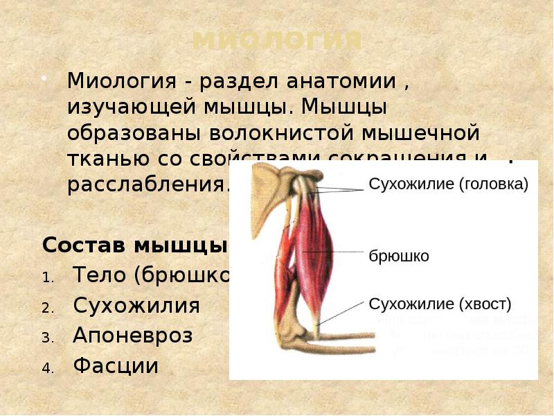миология Миология - раздел анатомии , изучающей мышцы. Мышцы образованы волокнистой
