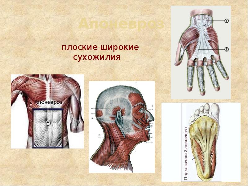 Апоневроз  плоские широкие сухожилия