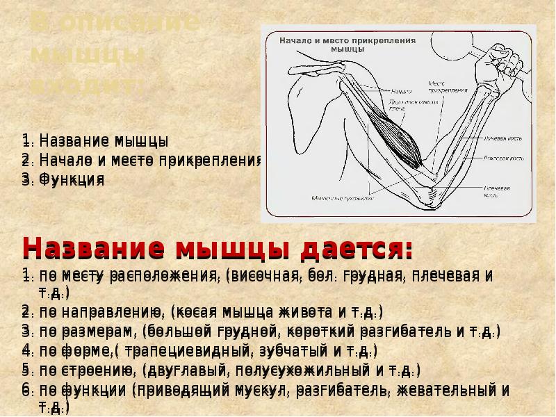 В описание мышцы входит:  1. Название мышцы 2. Начало и