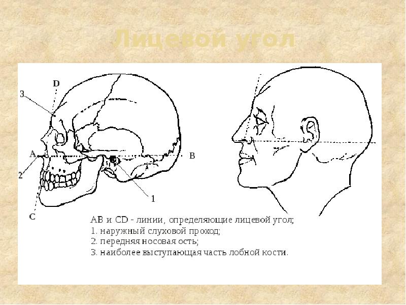 Лицевой угол