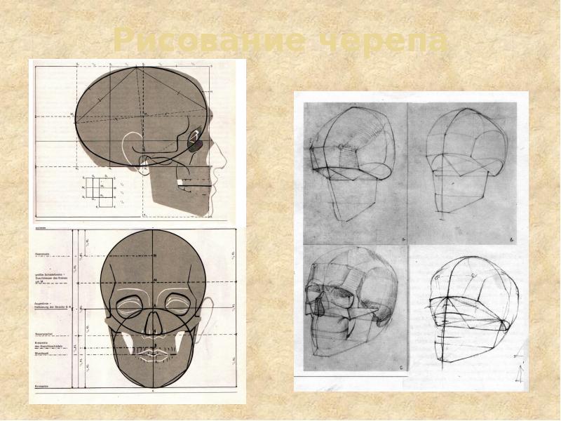 Пластическая анатомия