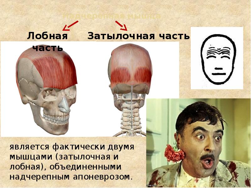 Надчерепная мышца