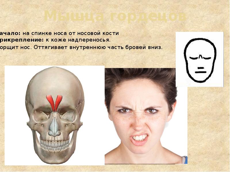 Мышца гордецов Начало: на спинке носа от носовой кости Прикрепление: к