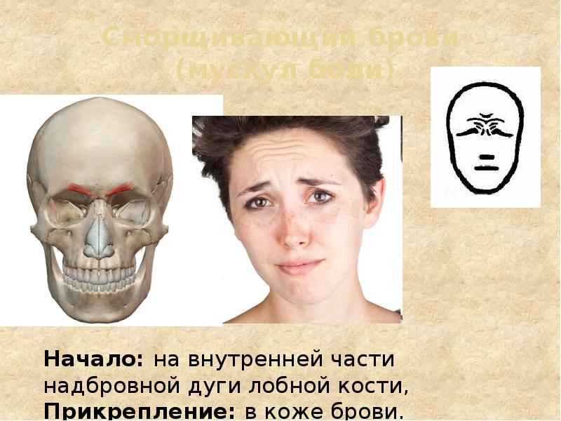 Сморщивающий брови  (мускул боли)