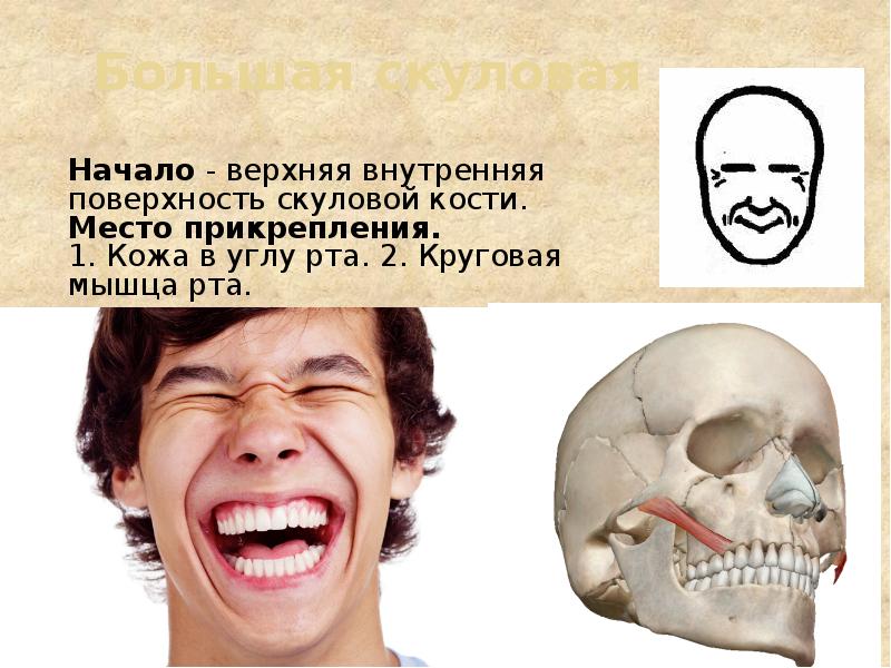 Большая скуловая