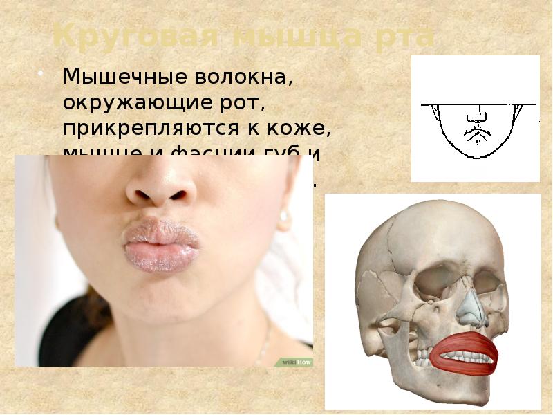 Круговая мышца рта Мышечные волокна, окружающие рот, прикрепляются к коже, мышце