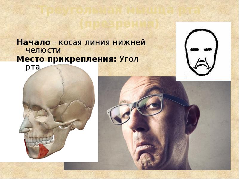 Треугольная мышца рта (презрения)