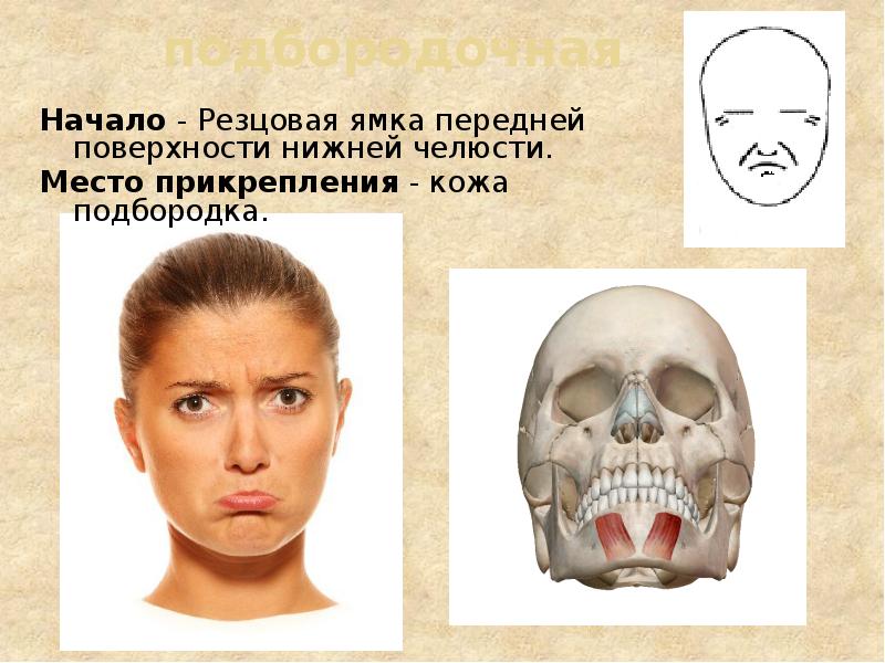 подбородочная