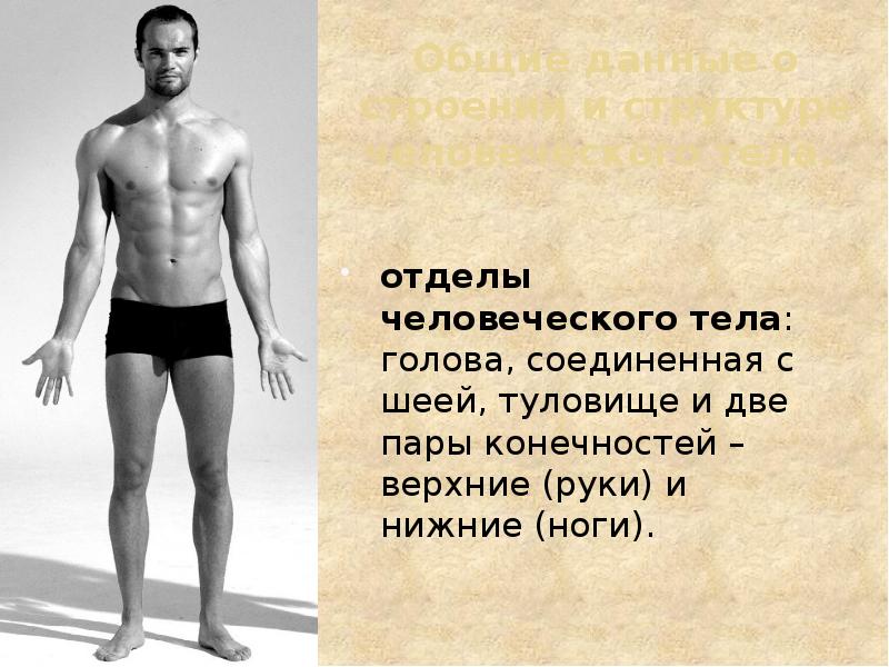 Общие данные о строении и структуре человеческого тела.  отделы человеческого