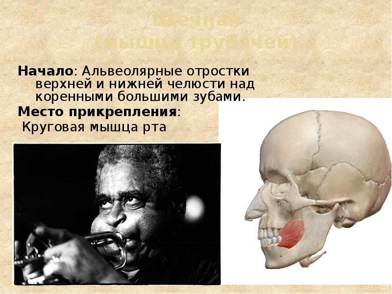 Щечная (мышца трубачей) Начало: Альвеолярные отростки верхней и нижней челюсти над