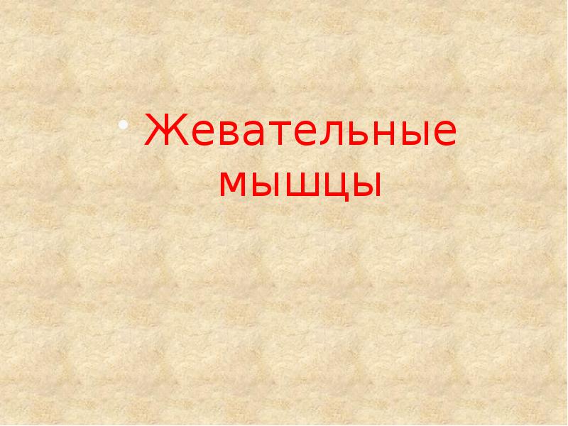 Жевательные мышцы