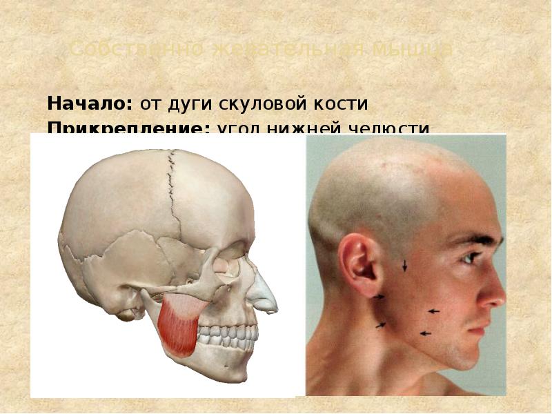 Собственно жевательная мышца Начало: от дуги скуловой кости Прикрепление: угол нижней