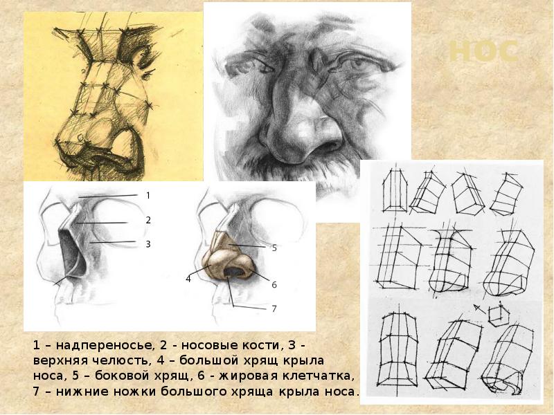 Строение носа человека анатомия рисунок с подписями