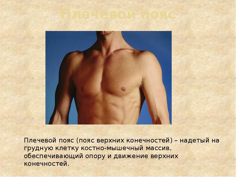 Плечевой пояс Плечевой пояс (пояс верхних конечностей) – надетый на грудную