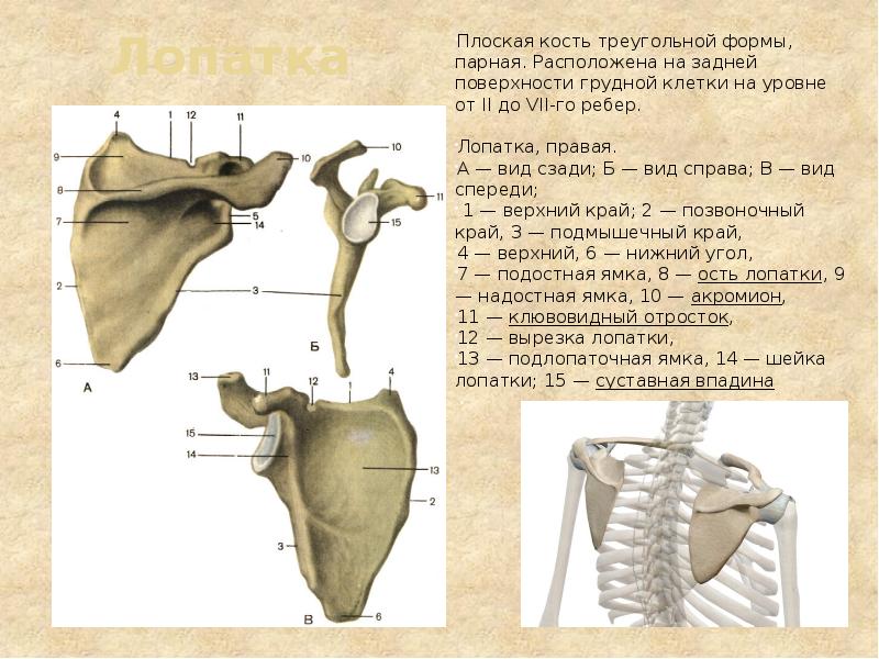 Где находится лопатка у человека фото