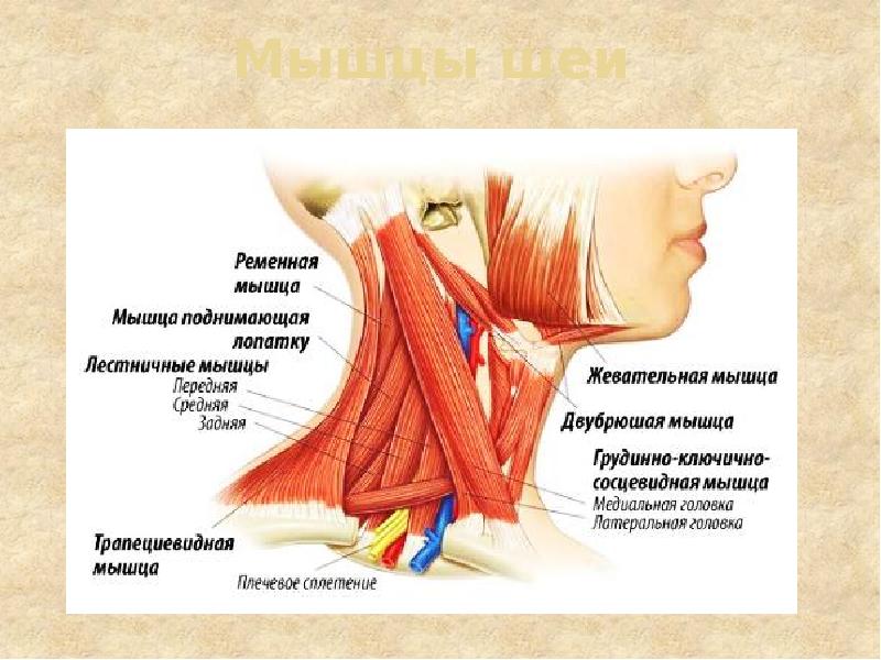 Мышцы шеи