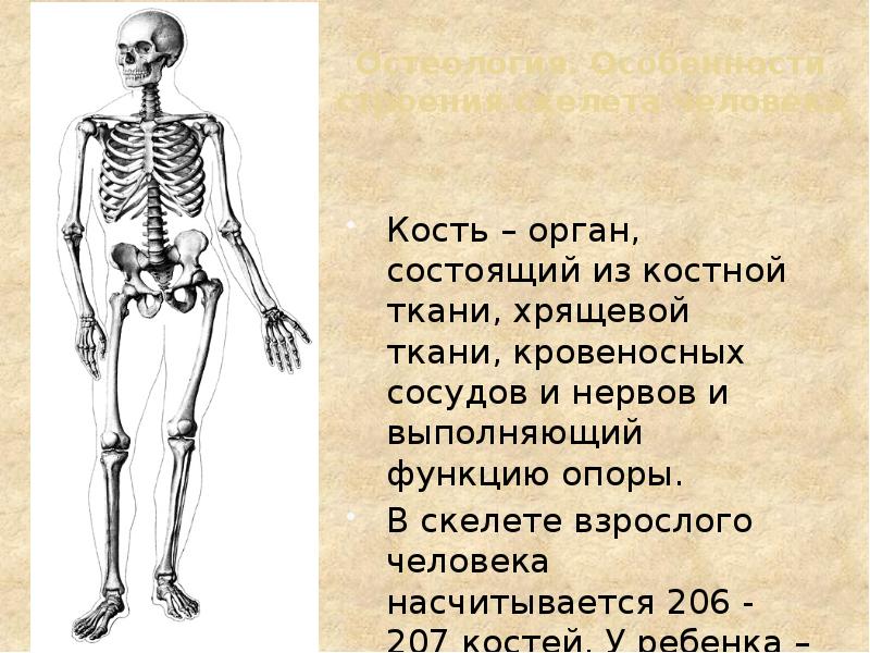 Остеология. Особенности строения скелета человека Кость – орган, состоящий из костной
