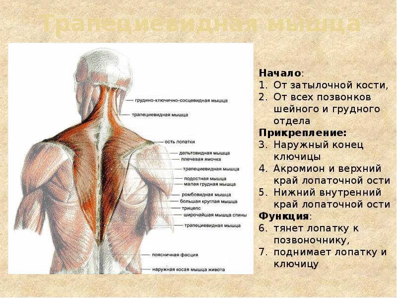Трапециевидная мышца