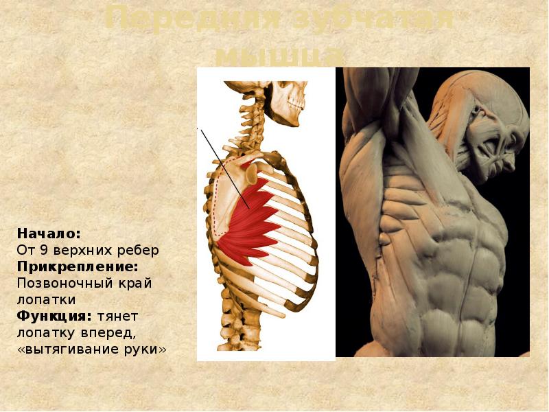 Передняя зубчатая мышца