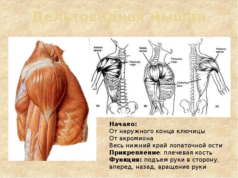 Дельтовидная мышца