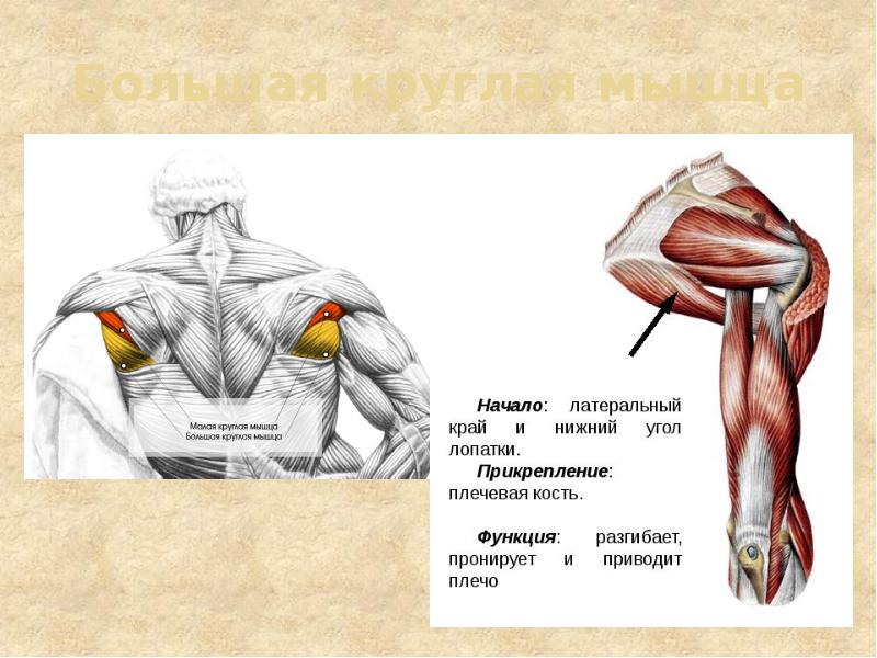 Большая круглая мышца