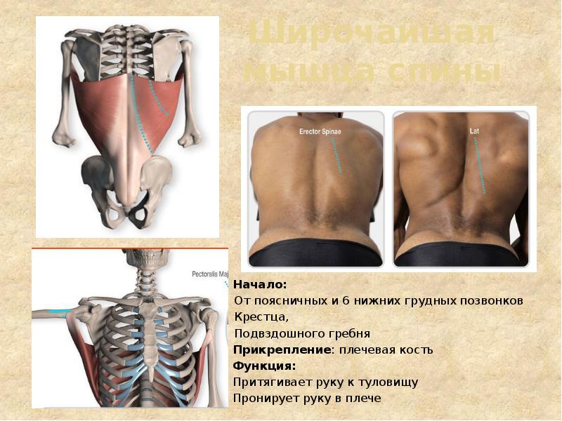 Широчайшая мышца спины Начало:  От поясничных и 6 нижних грудных