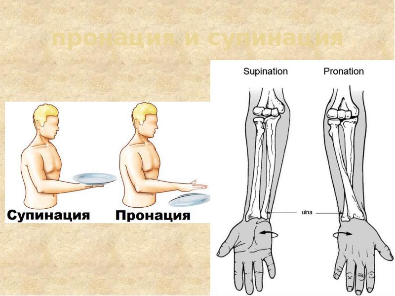 Кости примем. Движения стопы пронация супинация. Пронация и супинация бедра. Супинация тазобедренного сустава. Сгибание разгибание супинация пронация.