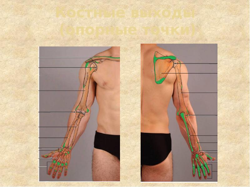 Костные выходы  (опорные точки)