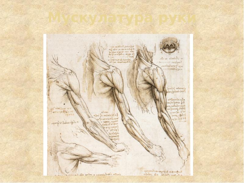 Мускулатура руки