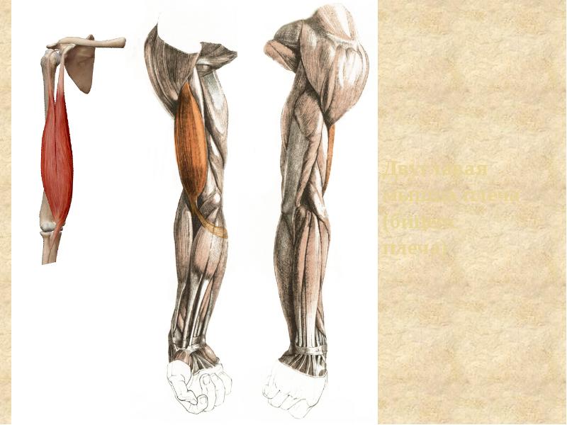 Двуглавая мышца плеча (бицепс плеча)