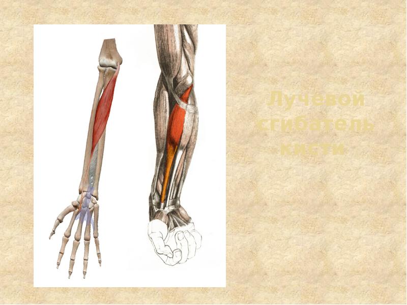 Лучевой сгибатель кисти