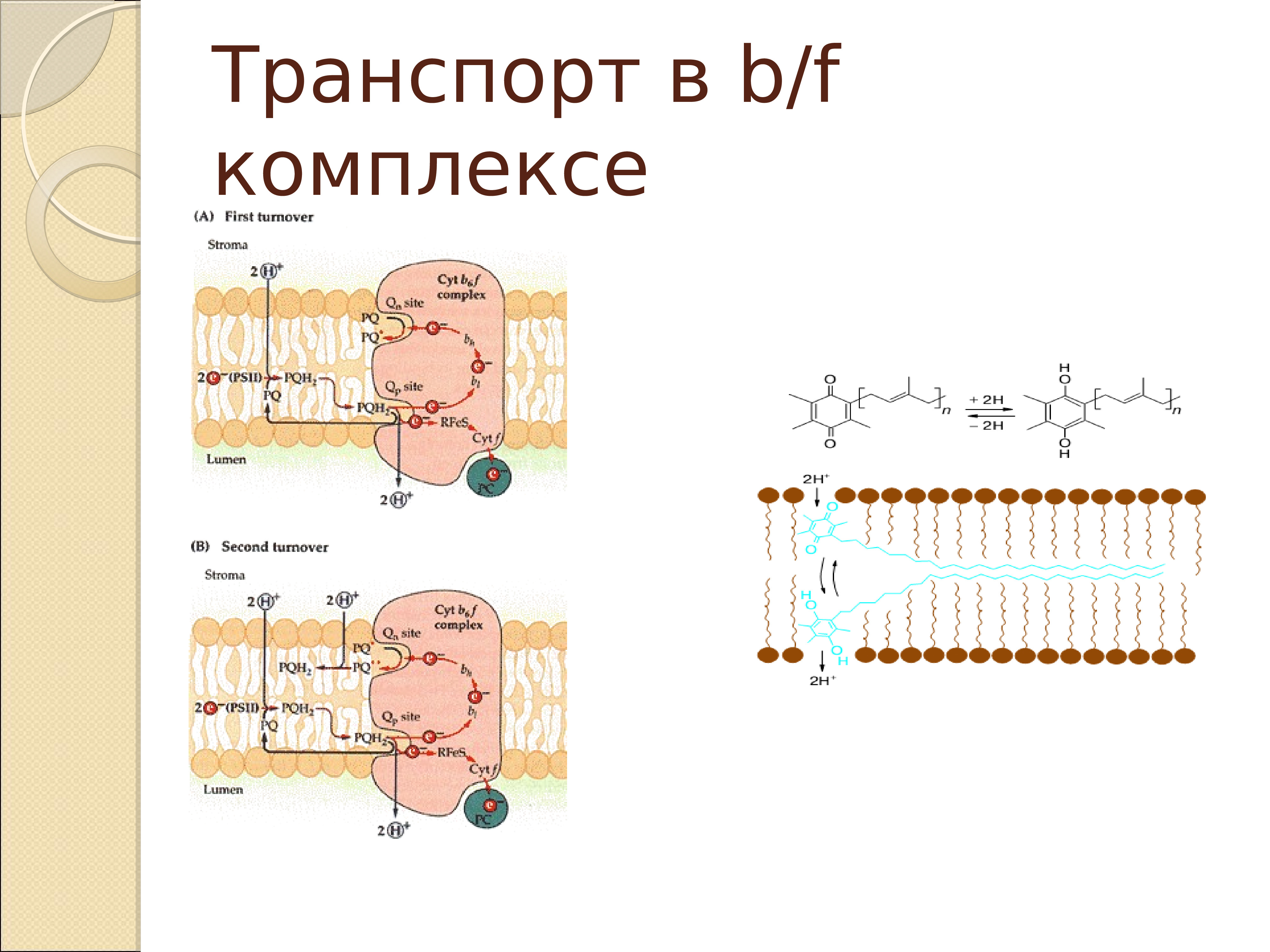 Фотосинтез пименов презентация