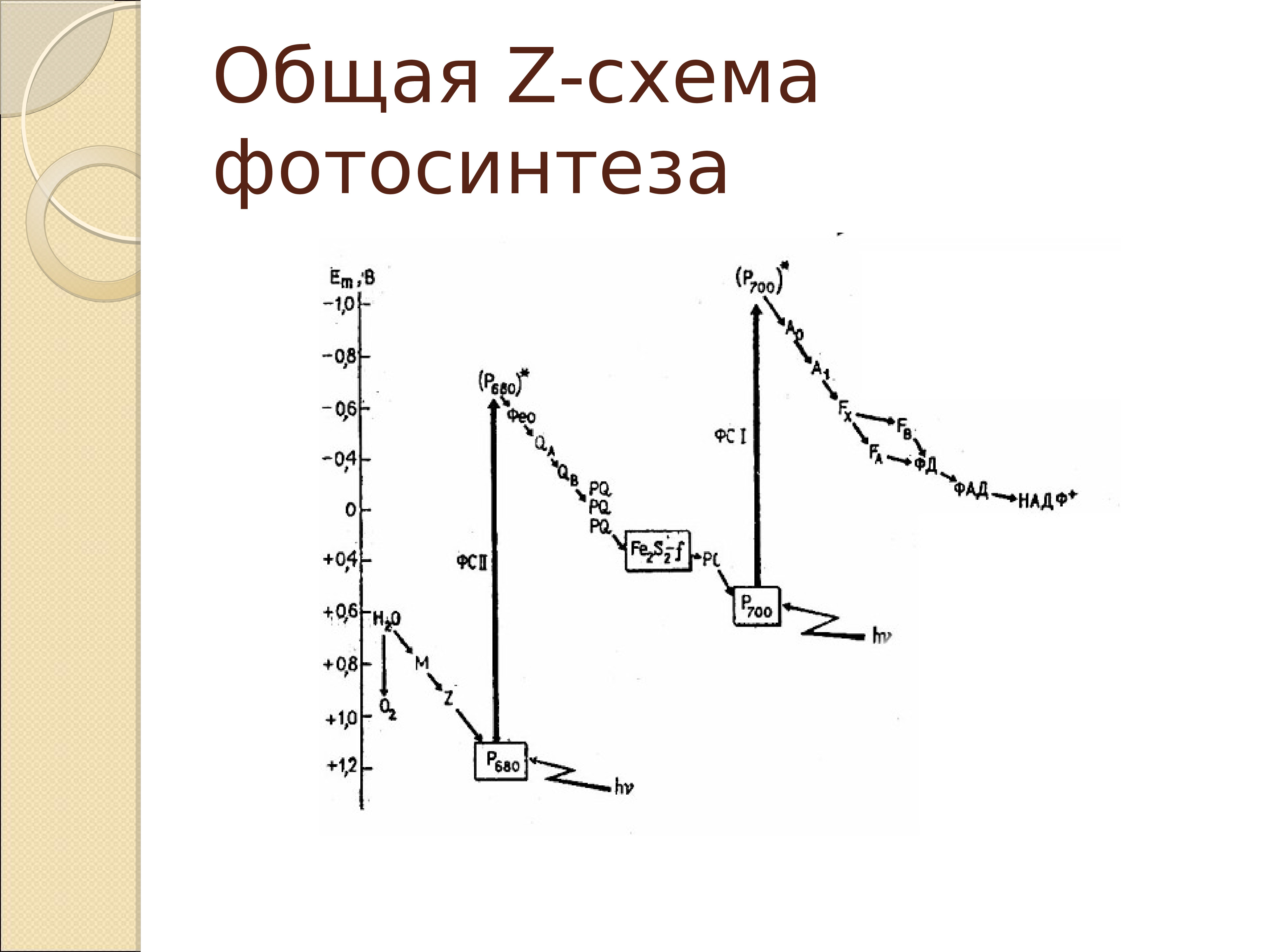 Z схема фотосинтеза