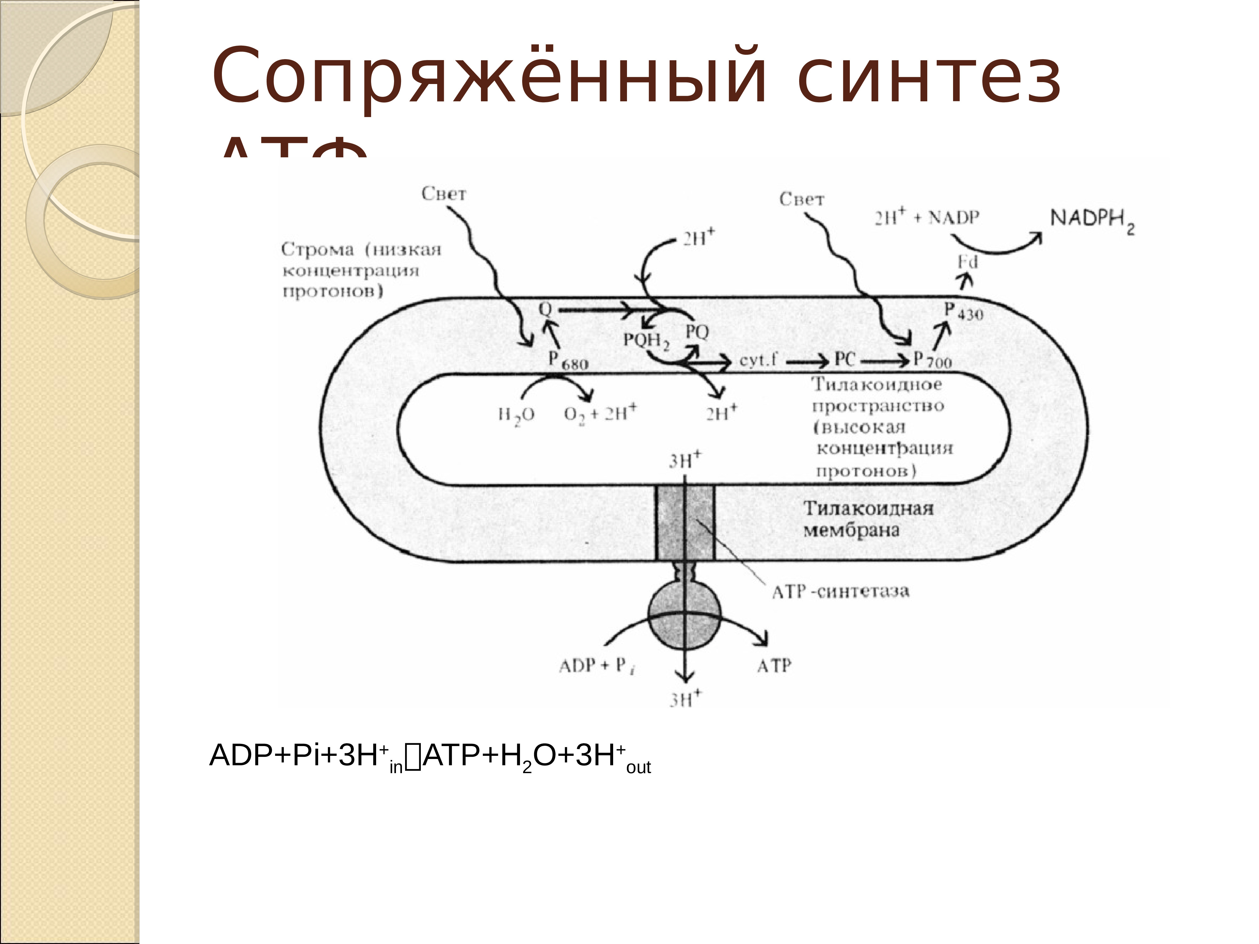 Синтез атф в световой стадии фотосинтеза