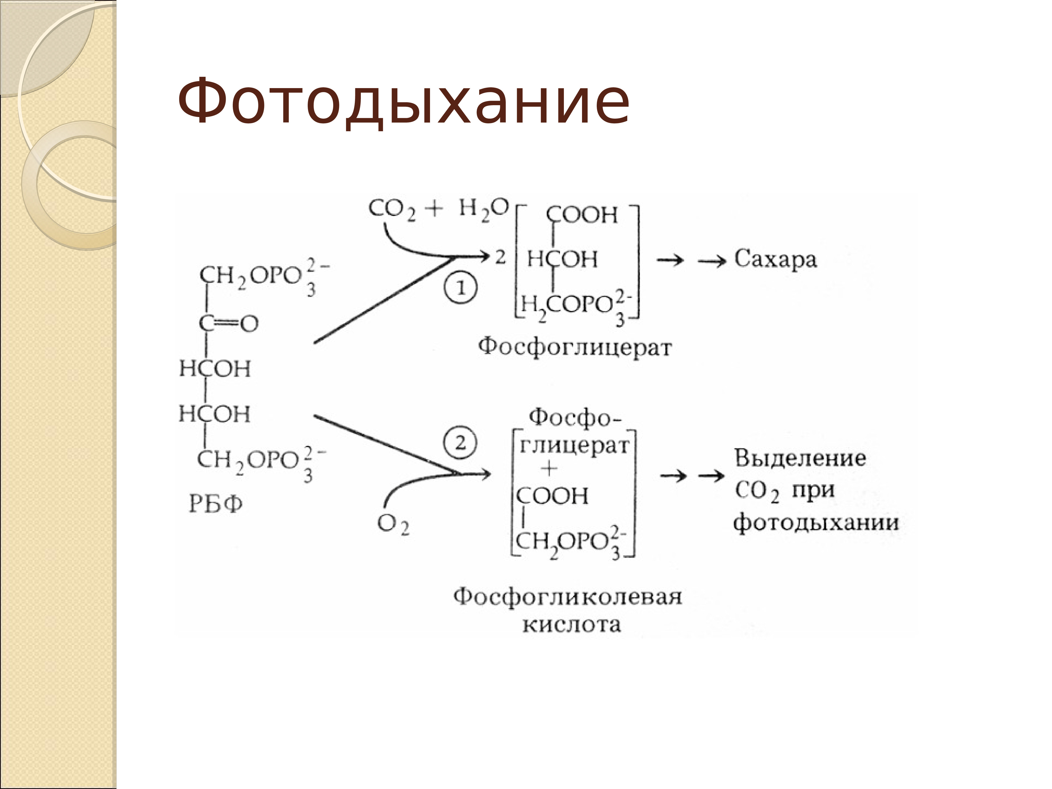 Фотосинтез процессы 4. С2 путь фотосинтеза. Со2 фотосинтез. Фотодыхание уравнение. Фотодыхание схема.