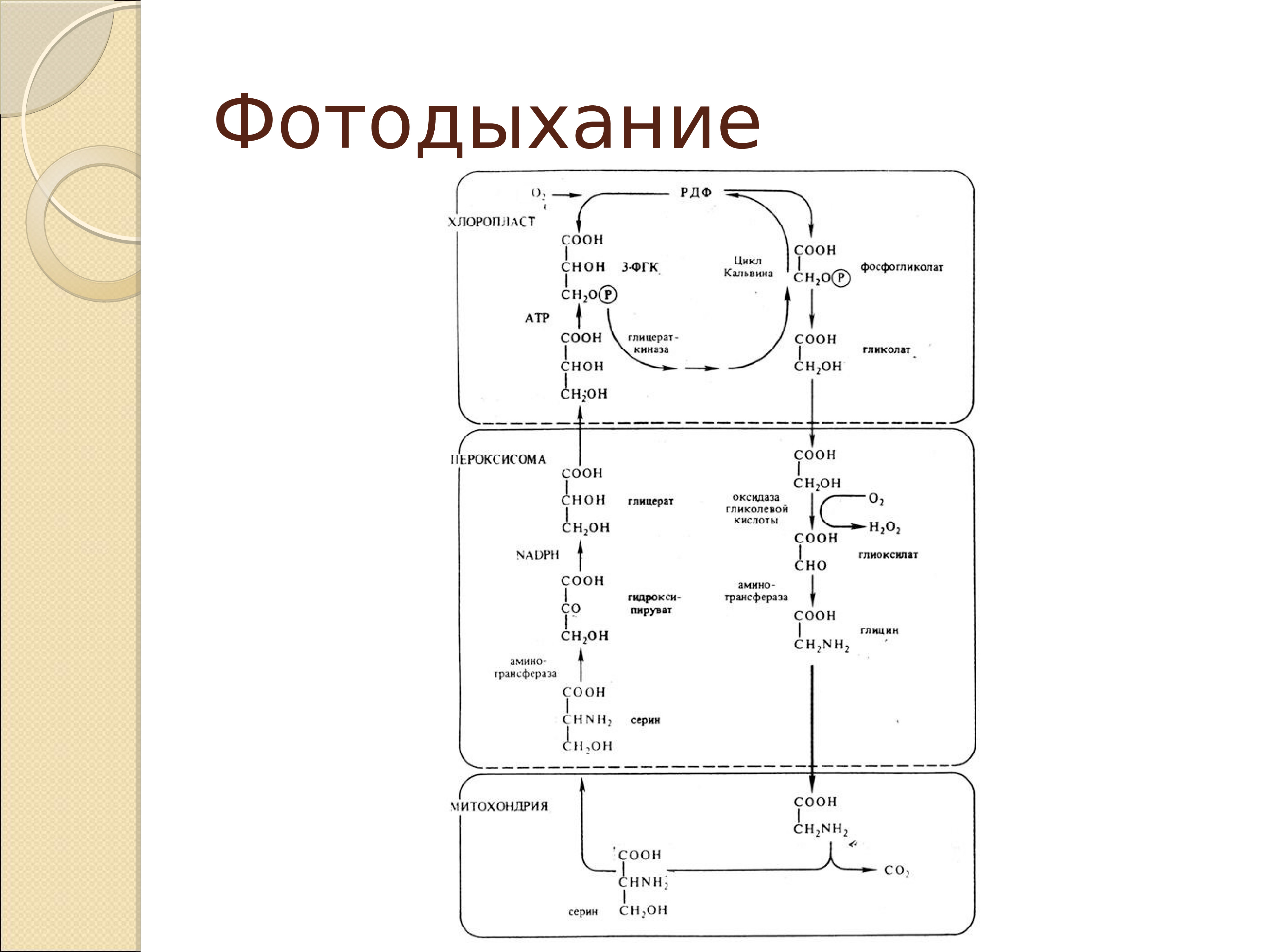 Фотодыхание это. Фотодыхание гликолатный цикл. Фотодыхание биохимия. Фотодыхание растений кратко. Фотодыхание с2 путь фотосинтеза.