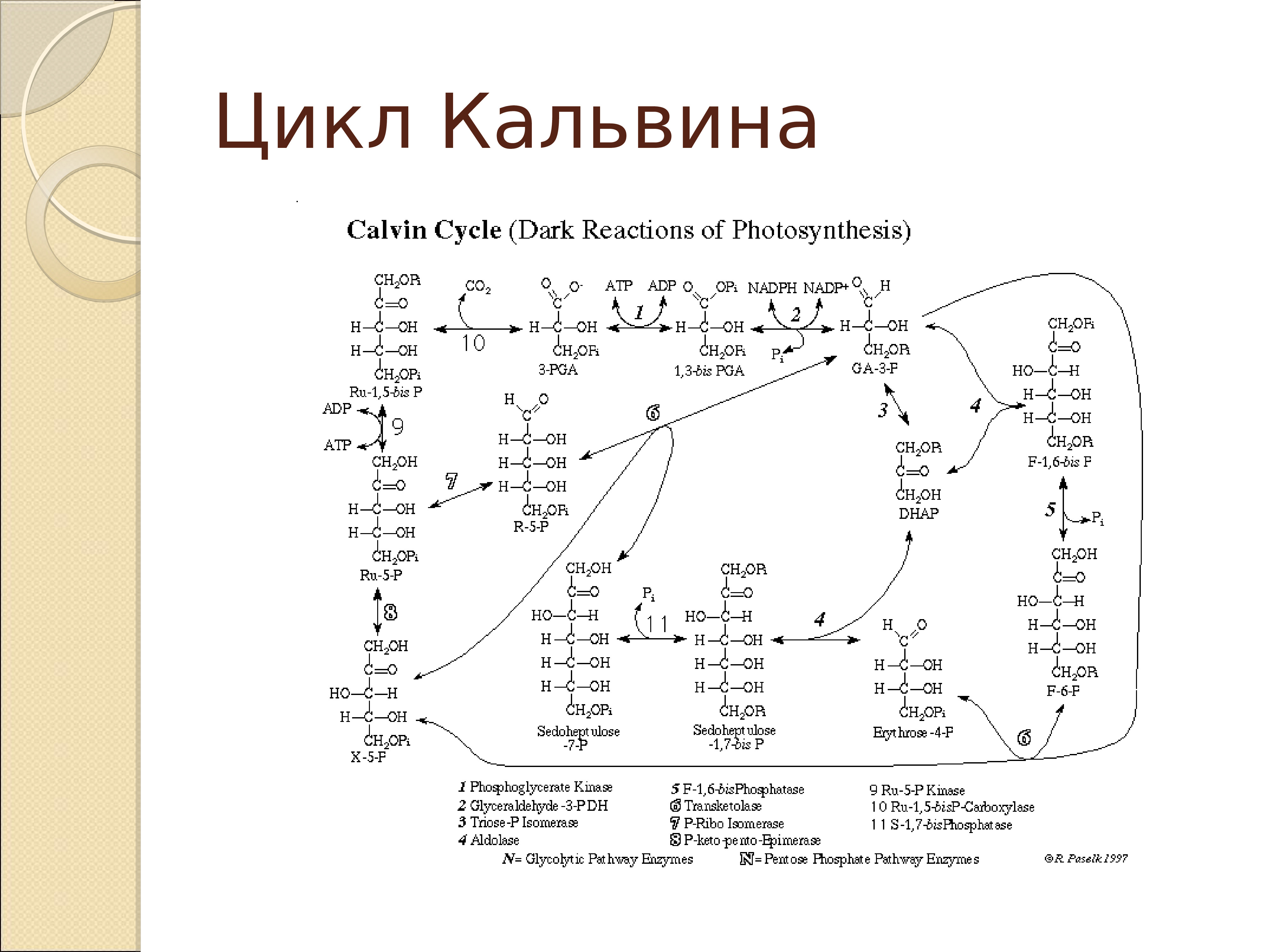 Цикл кельвина