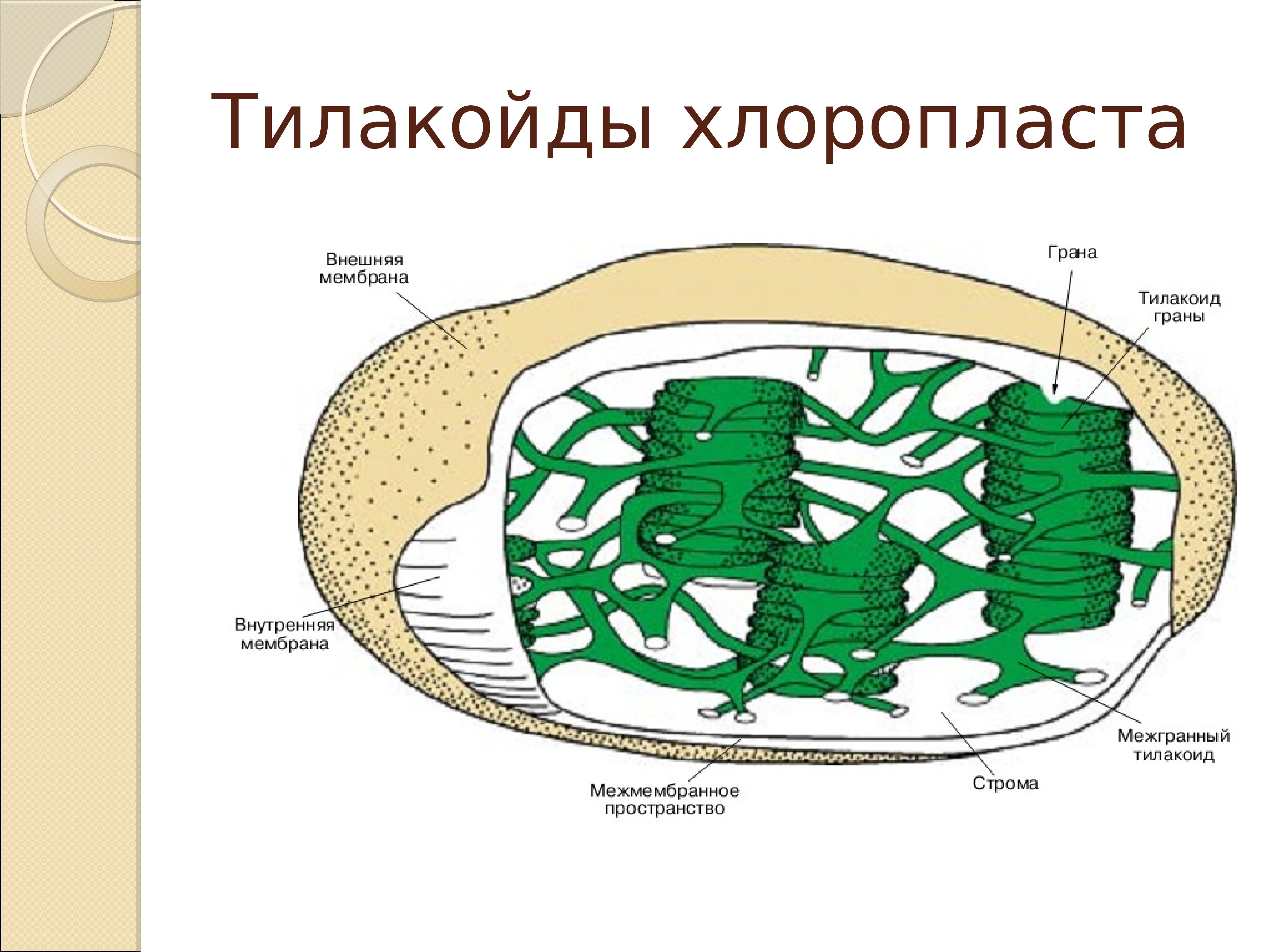 Хлоропласт грана тилакоидов. Внутреннее строение хлоропласта. Строение хлоропласта фотосинтез. Схема строения хлоропласта. Межмембранное пространство хлоропласта.
