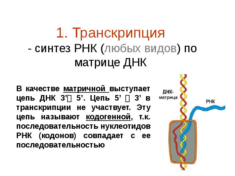 Все виды рнк синтезируются на днк матрице