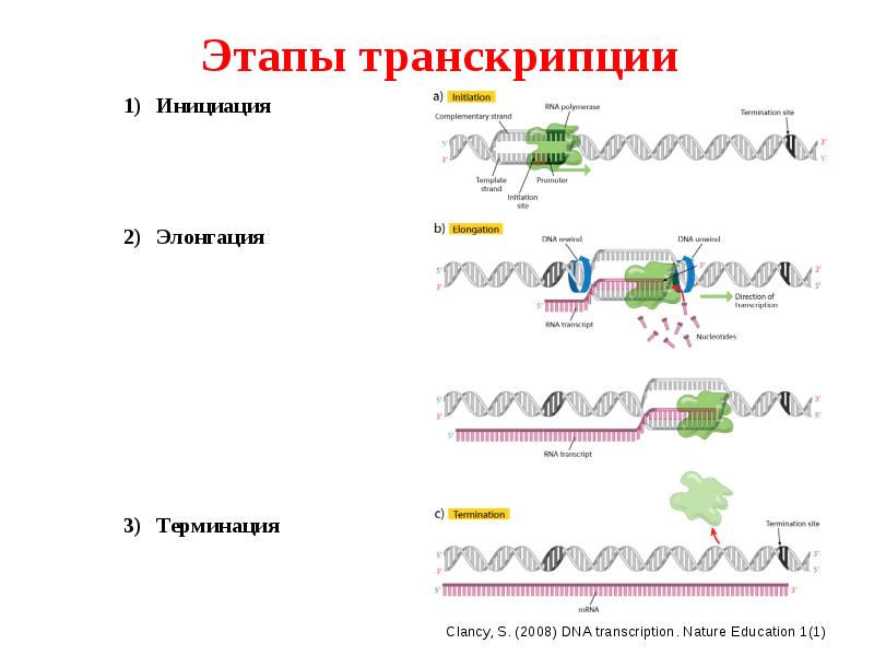 Общая схема транскрипции