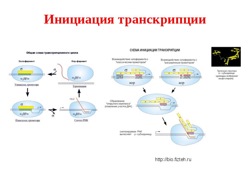 Транскрипция и трансляция схема